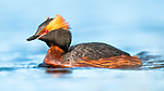 BB 10 0372 / Podiceps auritus / Horndykker